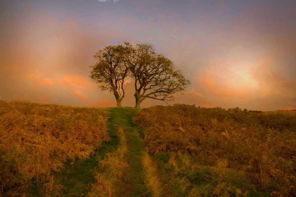 2 trees