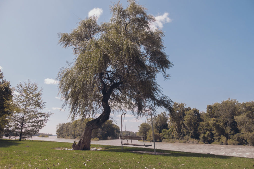 A bench under a willow tree next to a river